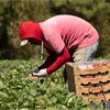 farmworker picking strawberries