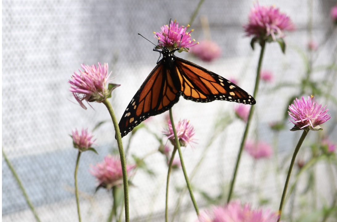 Monarch butterfly